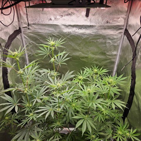 Melonade Runtz growlog timeline photo