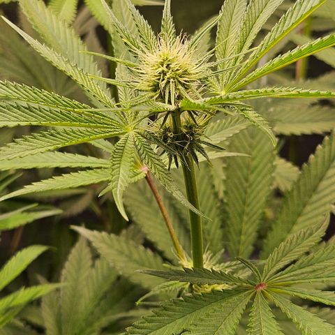 Melonade Runtz growlog timeline photo