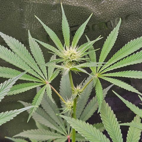 Melonade Runtz growlog timeline photo