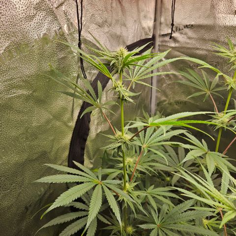 Melonade Runtz growlog timeline photo