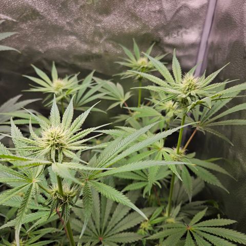 Melonade Runtz growlog timeline photo