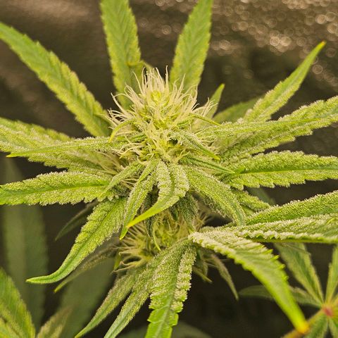 Melonade Runtz growlog timeline photo