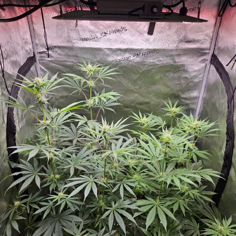 Melonade Runtz growlog timeline photo