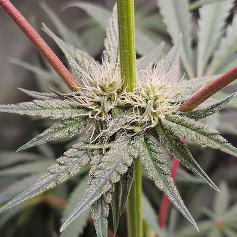 Melonade Runtz growlog timeline photo