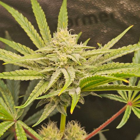 Melonade Runtz growlog timeline photo