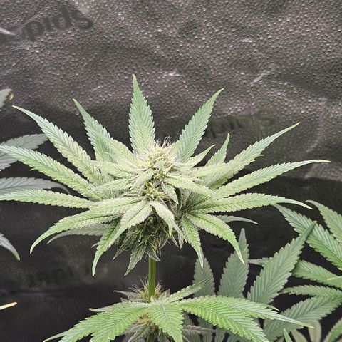 Melonade Runtz growlog timeline photo