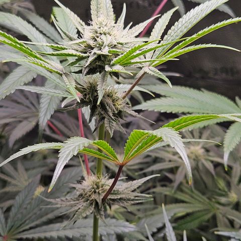 Melonade Runtz growlog timeline photo
