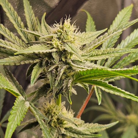Melonade Runtz growlog timeline photo