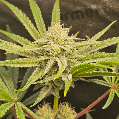 Melonade Runtz growlog timeline photo