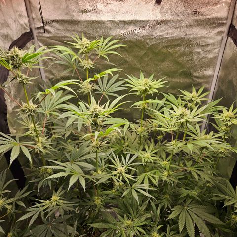 Melonade Runtz growlog timeline photo