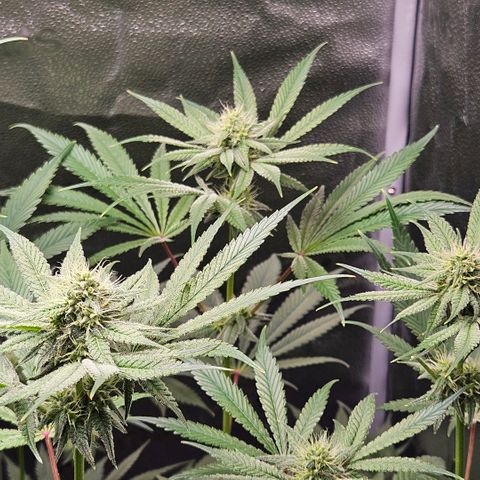 Melonade Runtz growlog timeline photo