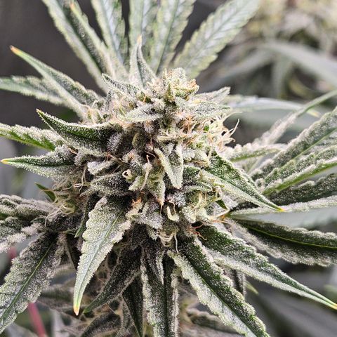 Melonade Runtz growlog timeline photo