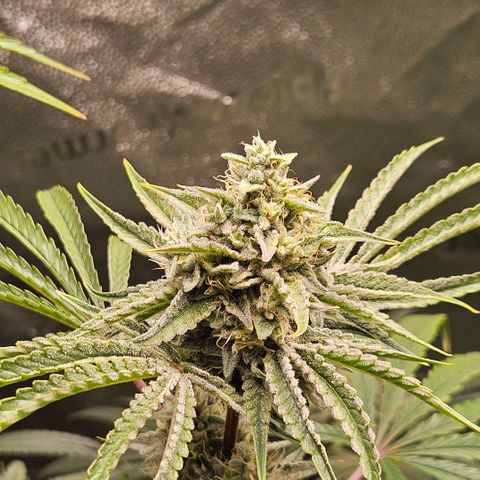 Melonade Runtz growlog timeline photo