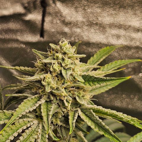 Melonade Runtz growlog timeline photo