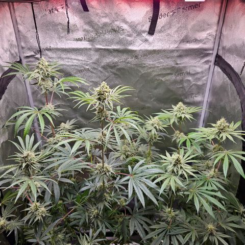 Melonade Runtz growlog timeline photo