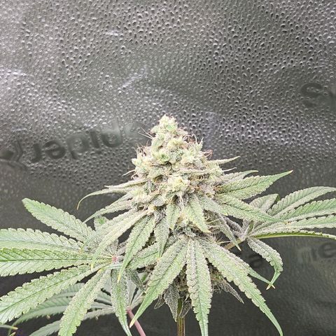 Melonade Runtz growlog timeline photo