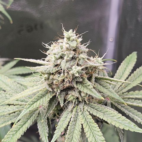 Melonade Runtz growlog timeline photo