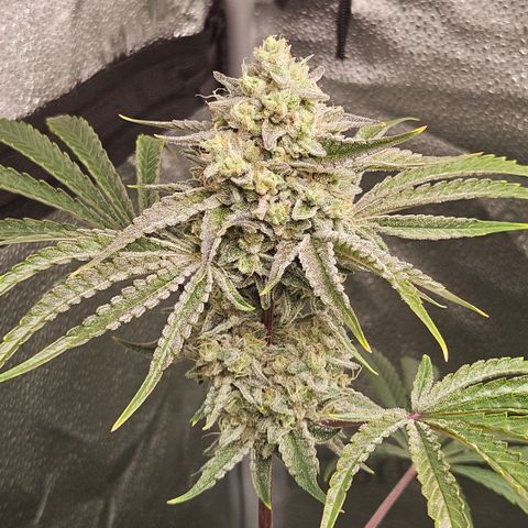 Melonade Runtz growlog timeline photo