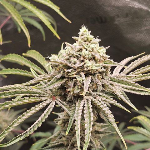 Melonade Runtz growlog timeline photo