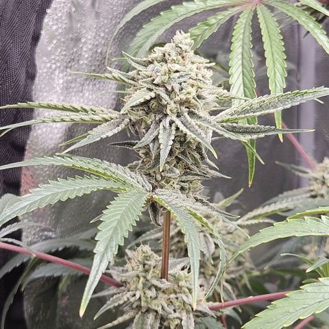 Melonade Runtz growlog timeline photo