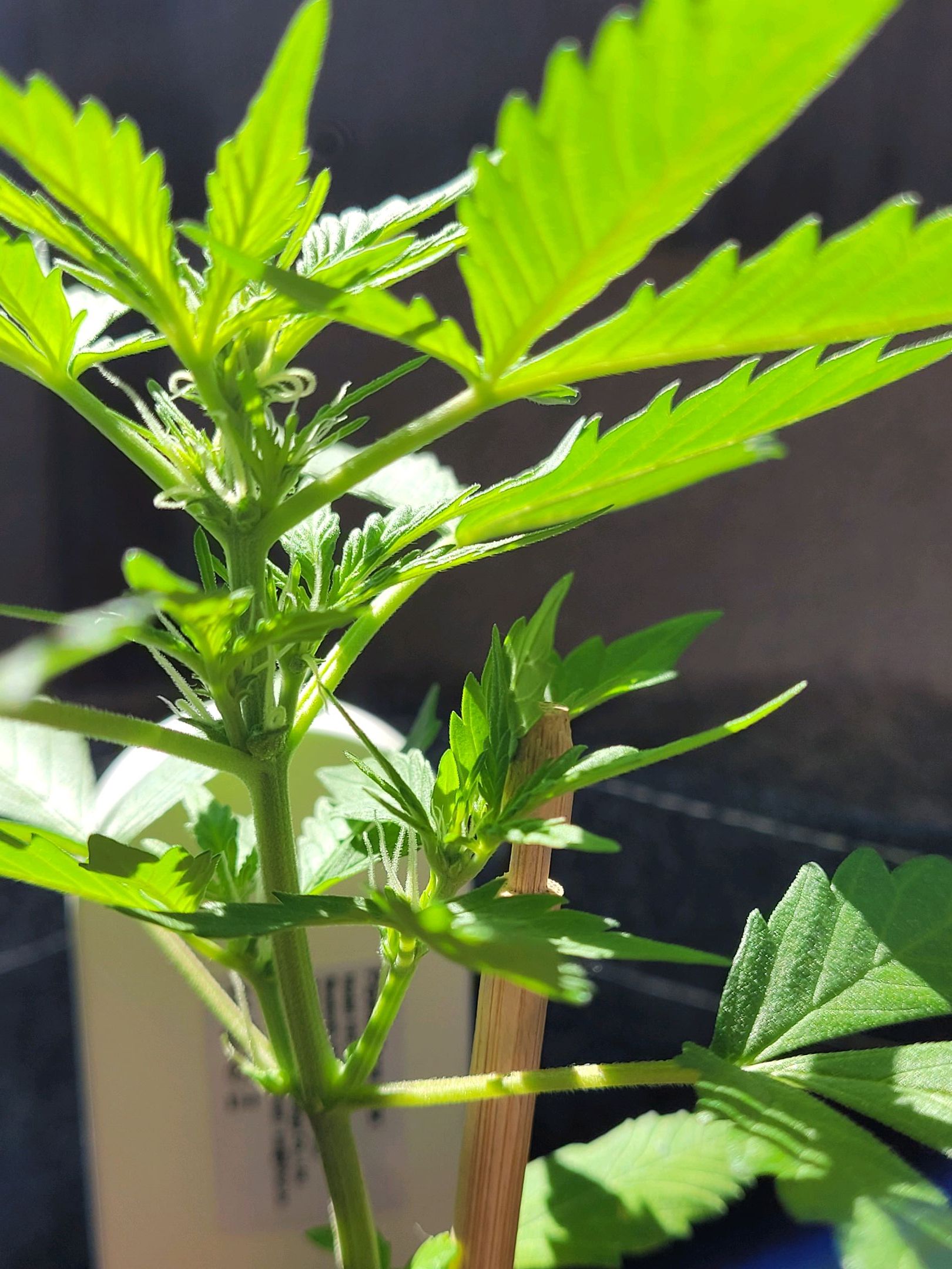 Quick One growlog header