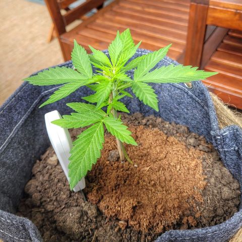 Quick One growlog photo