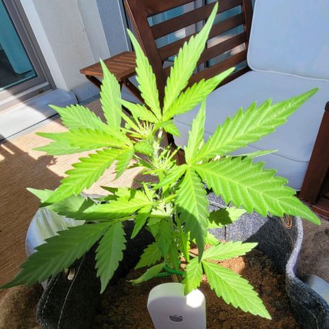 Quick One growlog photo