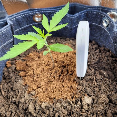 Quick One growlog photo