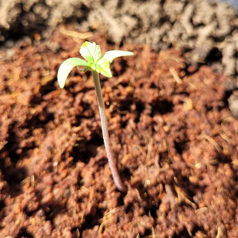 Quick One growlog photo