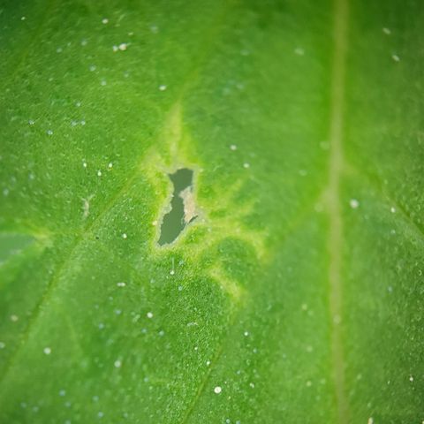 Quick One growlog photo: Guess Who’s Coming to Dinner