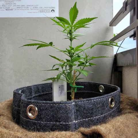 Quick One growlog timeline photo