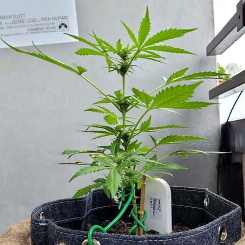 Quick One growlog timeline photo