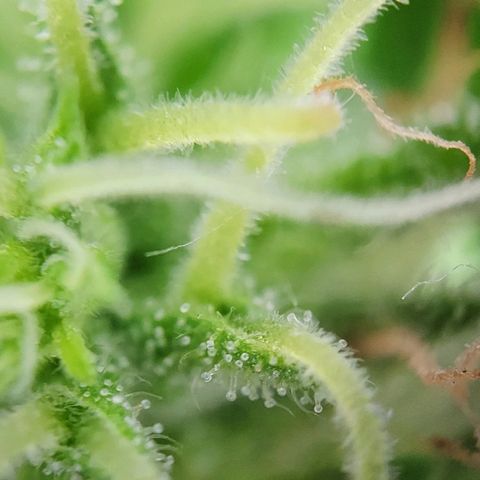 Quick One growlog timeline photo
