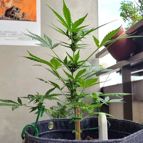 Quick One growlog timeline photo