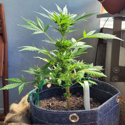 Quick One growlog timeline photo