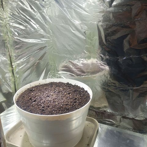 Thunder Auto I growlog timeline photo
