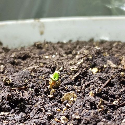 Thunder Auto I growlog timeline photo