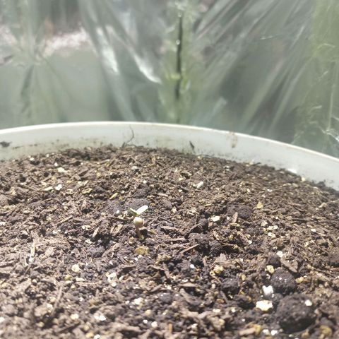Thunder Auto I growlog timeline photo