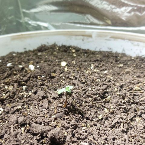 Thunder Auto I growlog timeline photo