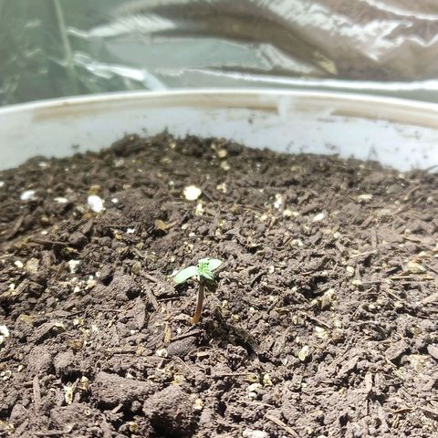 Thunder Auto I growlog timeline photo