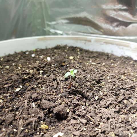 Thunder Auto I growlog timeline photo