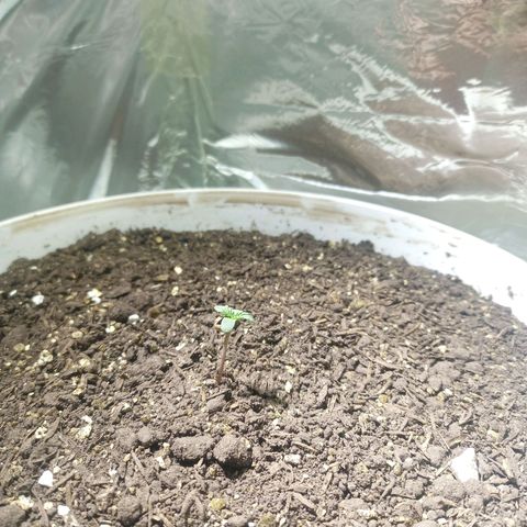 Thunder Auto I growlog timeline photo