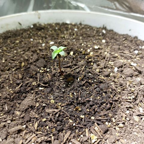 Thunder Auto I growlog timeline photo