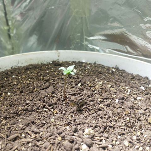 Thunder Auto I growlog timeline photo