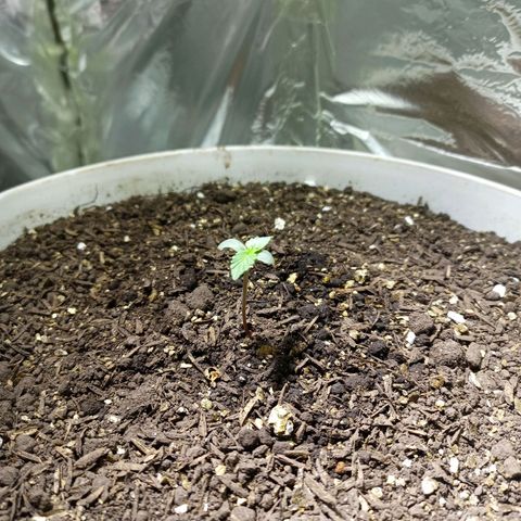 Thunder Auto I growlog timeline photo