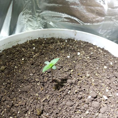 Thunder Auto I growlog timeline photo