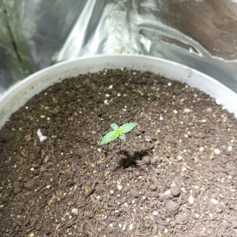 Thunder Auto I growlog photo: Altura: 5 cm