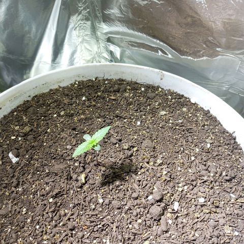 Thunder Auto I growlog timeline photo