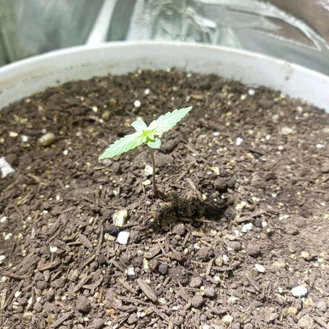 Thunder Auto I growlog timeline photo