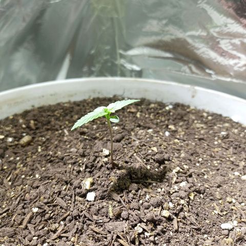 Thunder Auto I growlog timeline photo